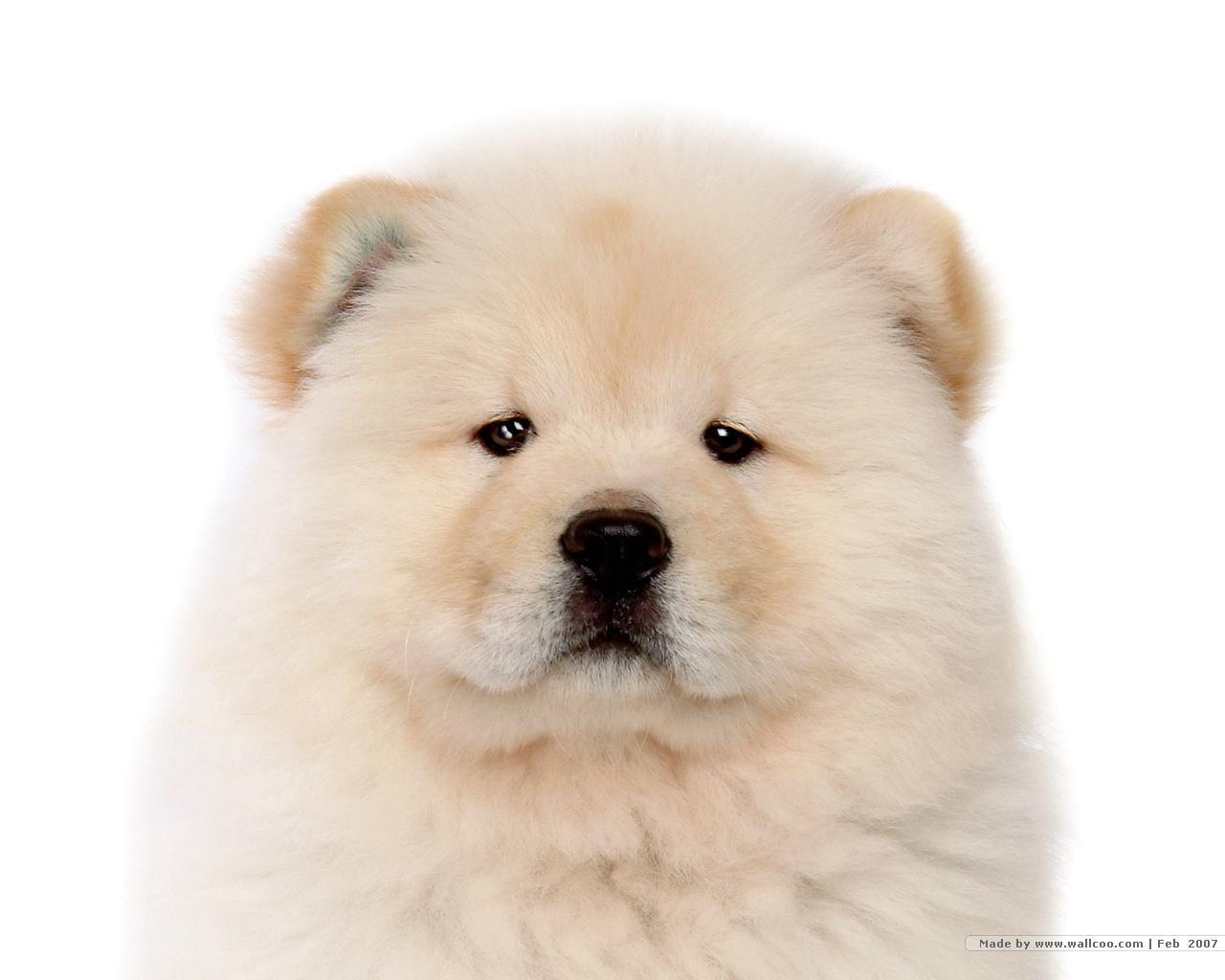 Chow Chow Puppy Wallpapers