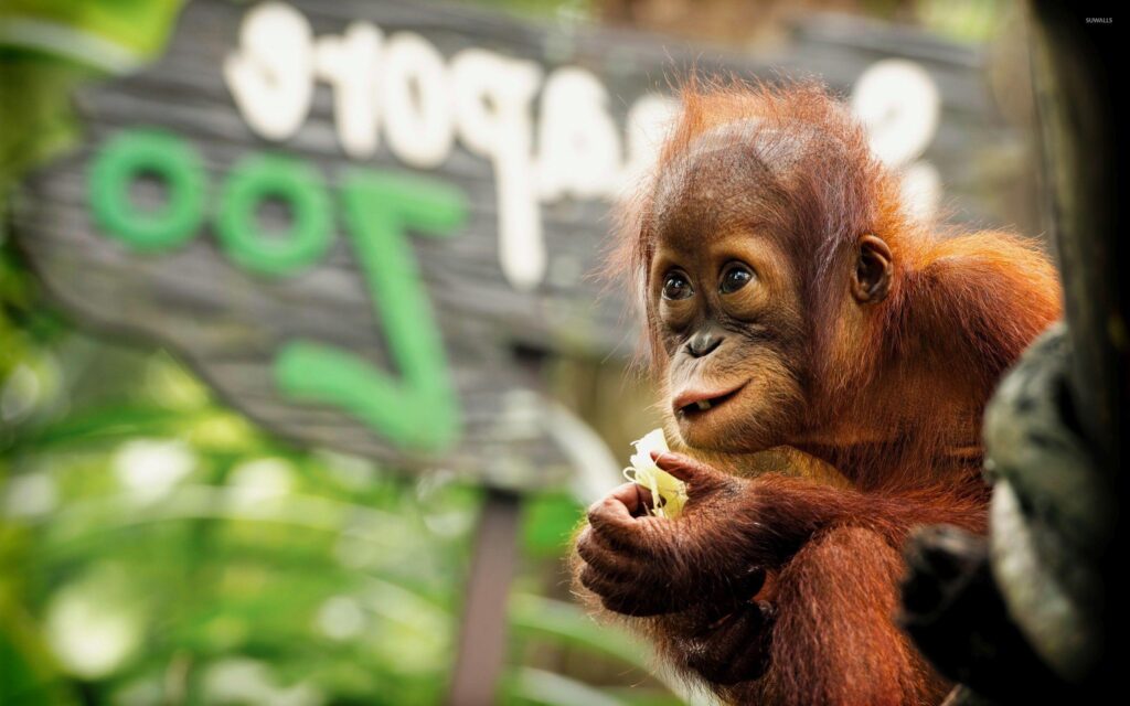 Baby Orangutan wallpapers