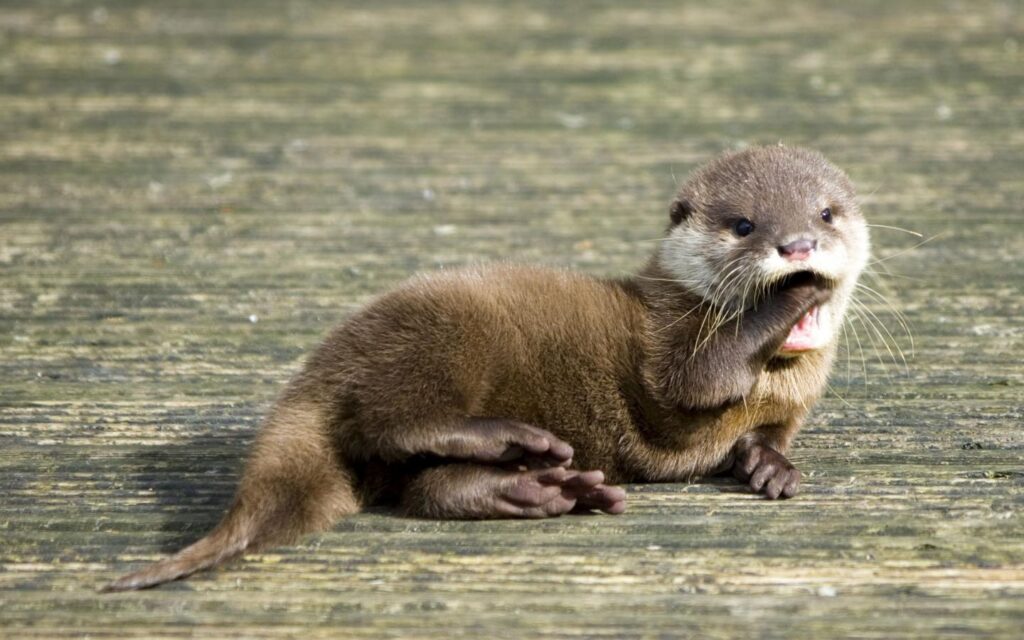 Baby Otter Wallpapers