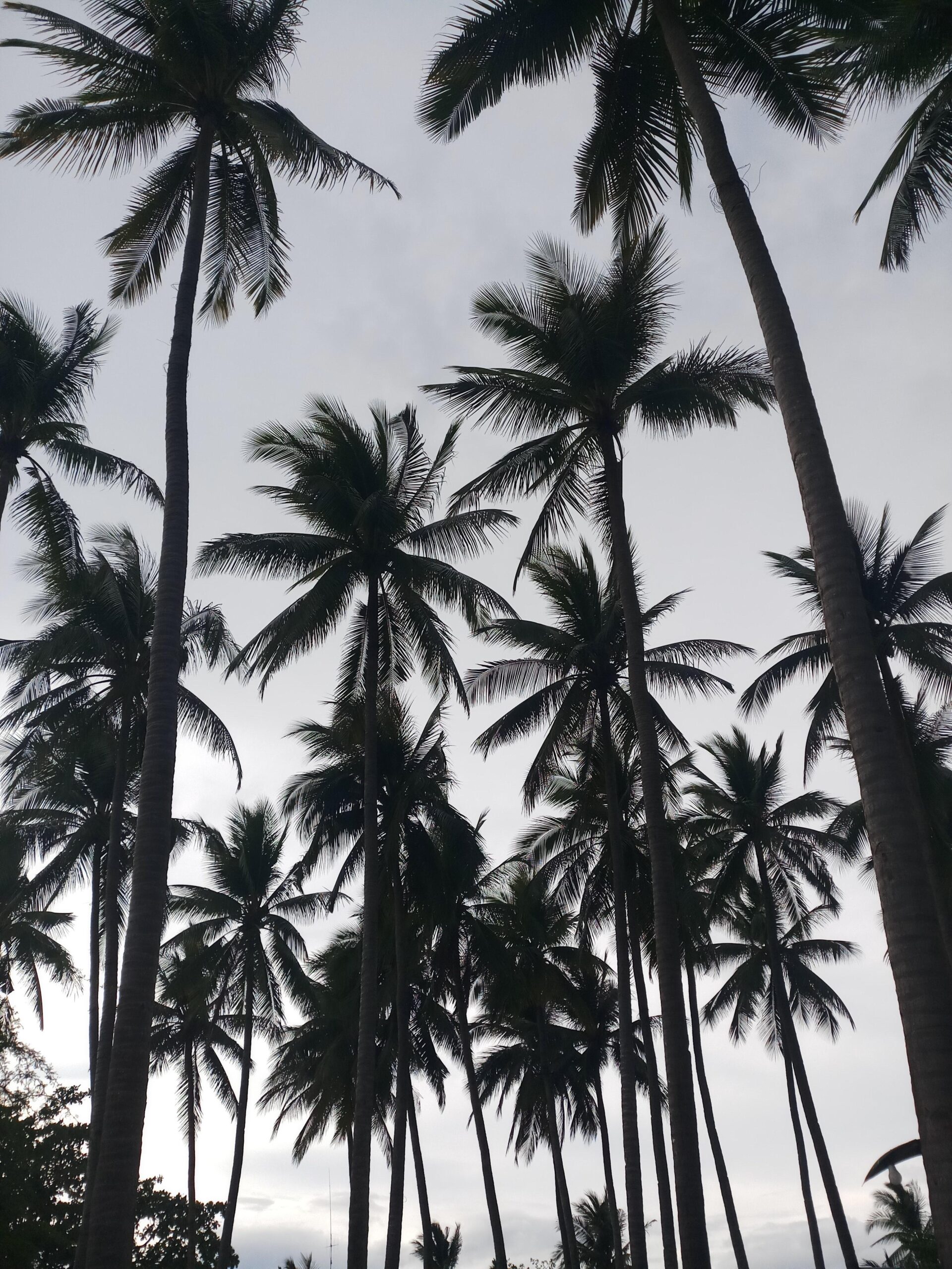 Amazing Palm Tree Photos