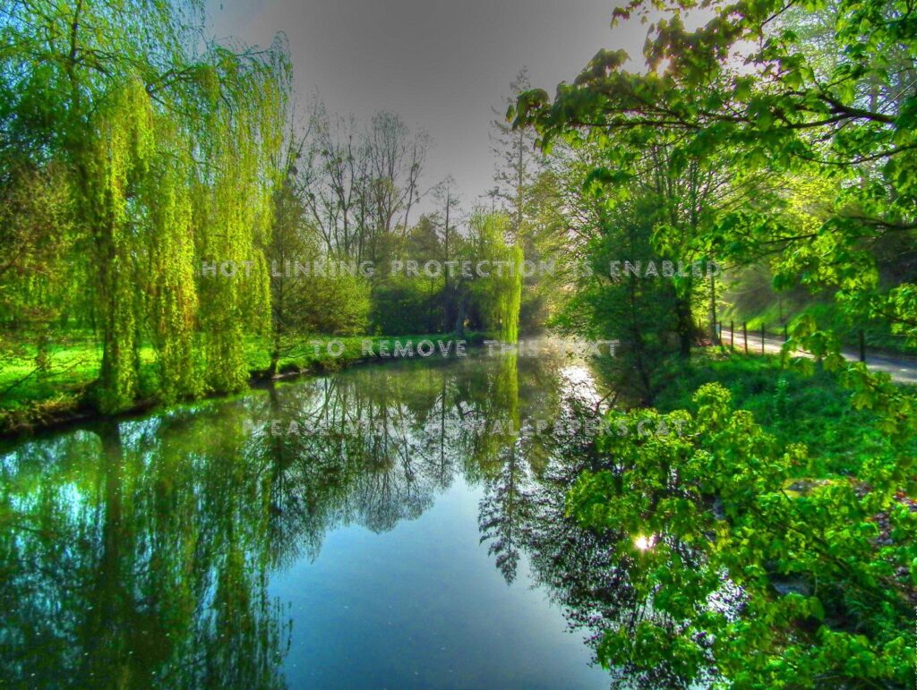 Green river spring trees riverbank branches