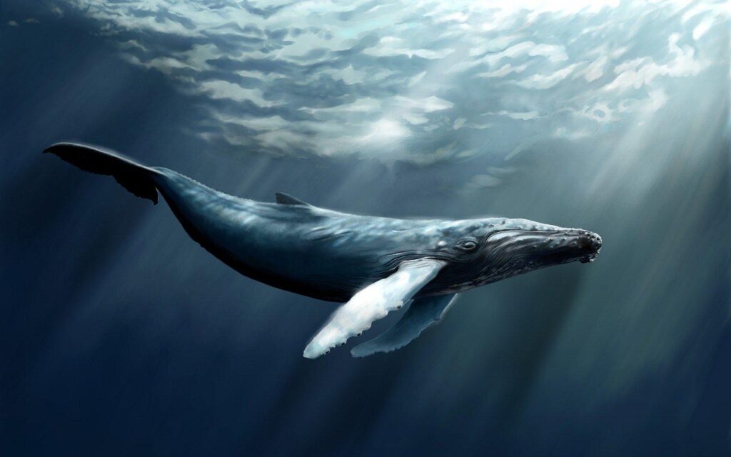Some bowhead whales alive today are over years old