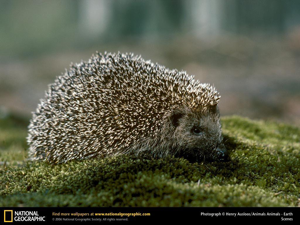 Hedgehog Picture, Hedgehog Desk 4K Wallpaper, Free Wallpapers