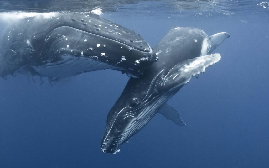 Humpback Whale Mother And Baby, 2K Wallpapers & backgrounds