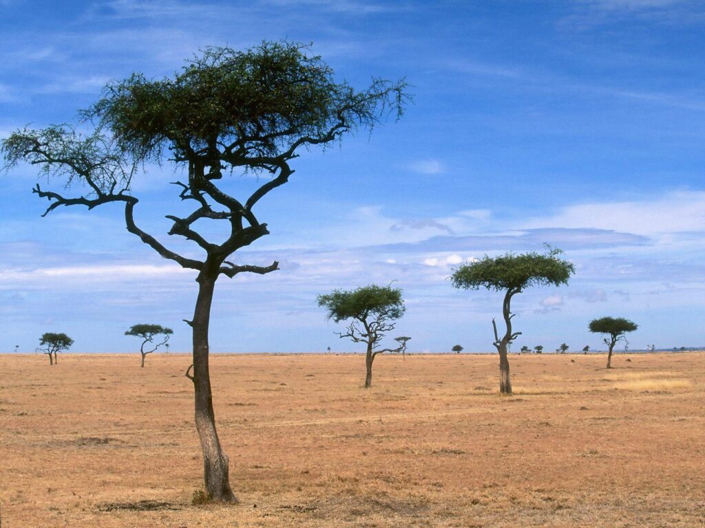 Scattered Acacia Trees | Kenya | Africa wallpapers and Wallpaper
