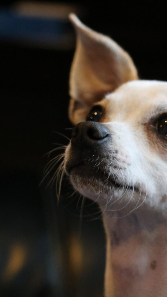 Download Chihuahua, Muzzle, Looking Away, White, Dogs