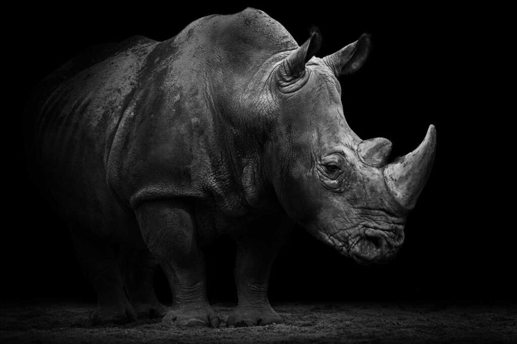 Architects Paper Photo wallpapers «Rhino»