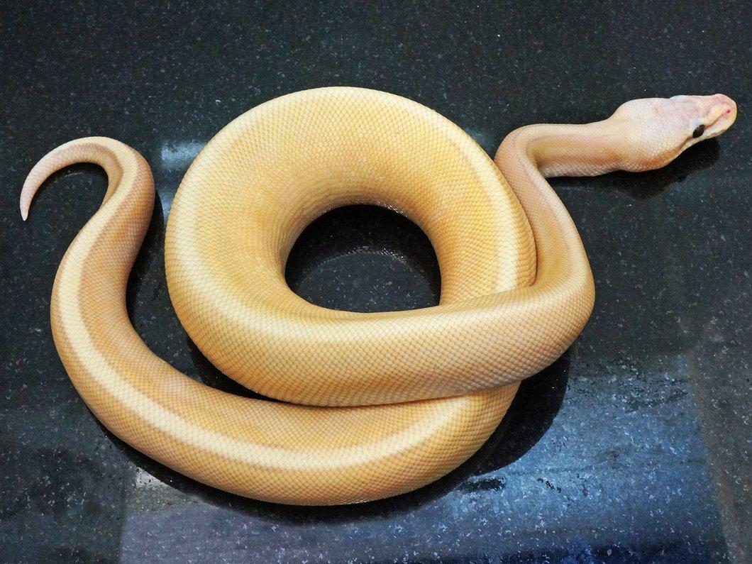 Male Super Pastel Banana Genetic Stripe Ball Python