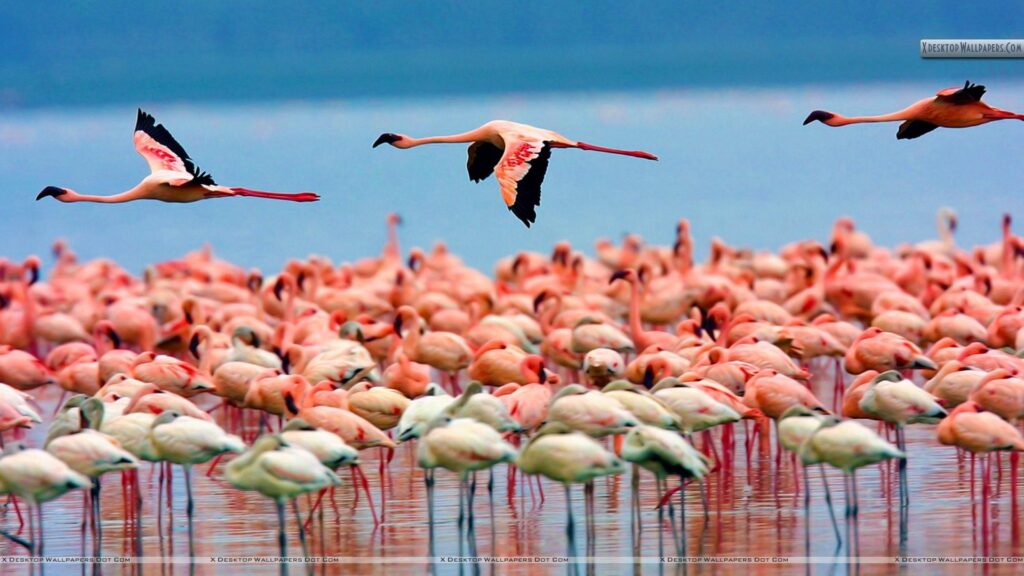 Flamingos, Lake Nakuru, Kenya Wallpapers
