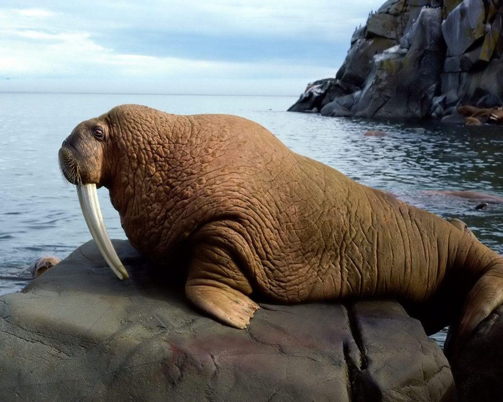 QQ Wallpapers Animal Walrus Wallpapers
