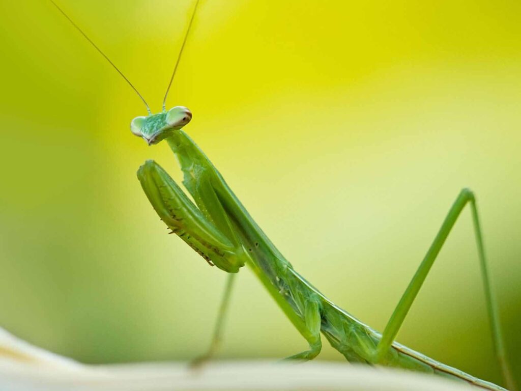 Praying Mantis Pictures