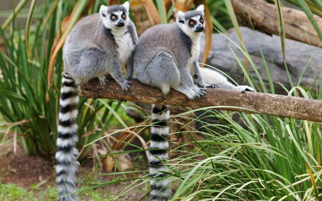 Animals Lemurs Wallpapers 2K Wallpapers