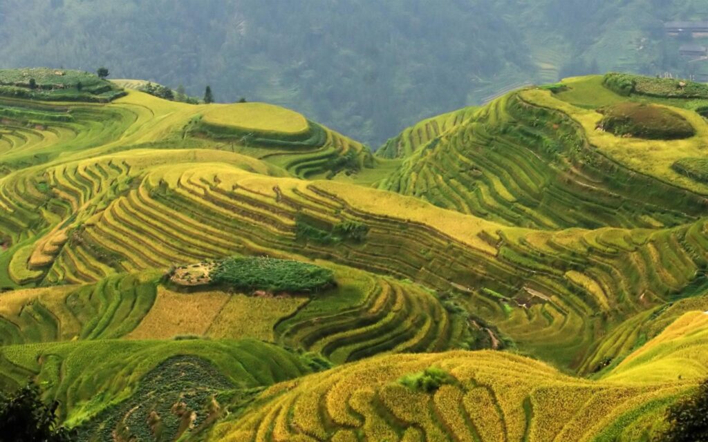 Rice Terrace Wallpapers and Backgrounds Wallpaper