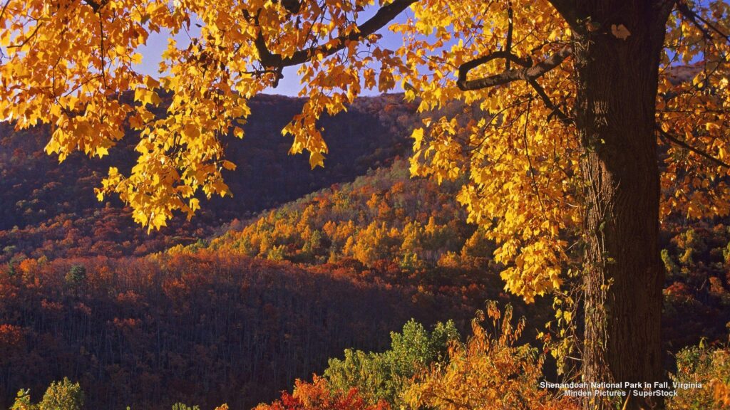 Shenandoah National Park in Virginia 2K Wallpapers and