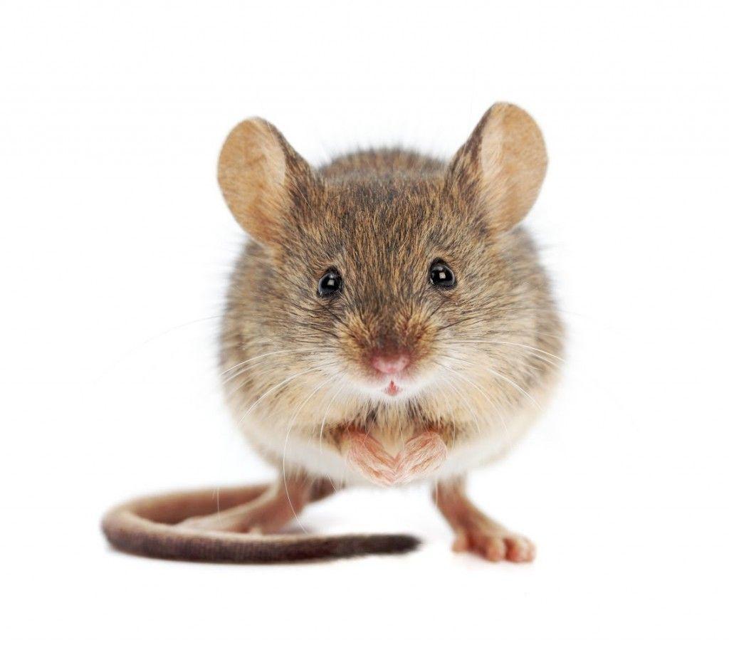 Mouse Wallpapers High Quality