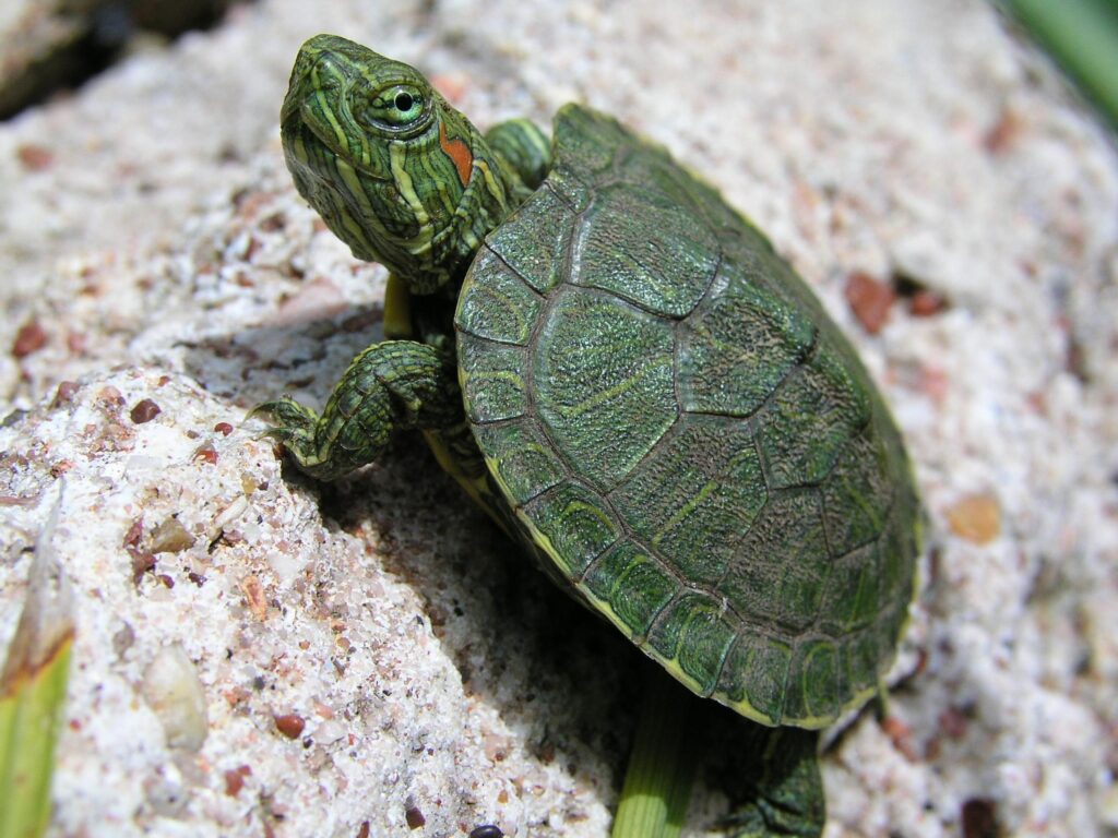 Wallpapers For – Baby Turtle Wallpapers Hd