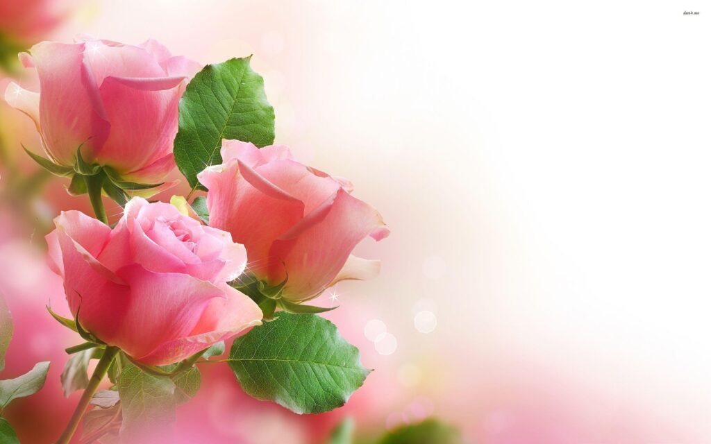 Green Rose Wallpapers 2K Base PX – Wallpapers Roses