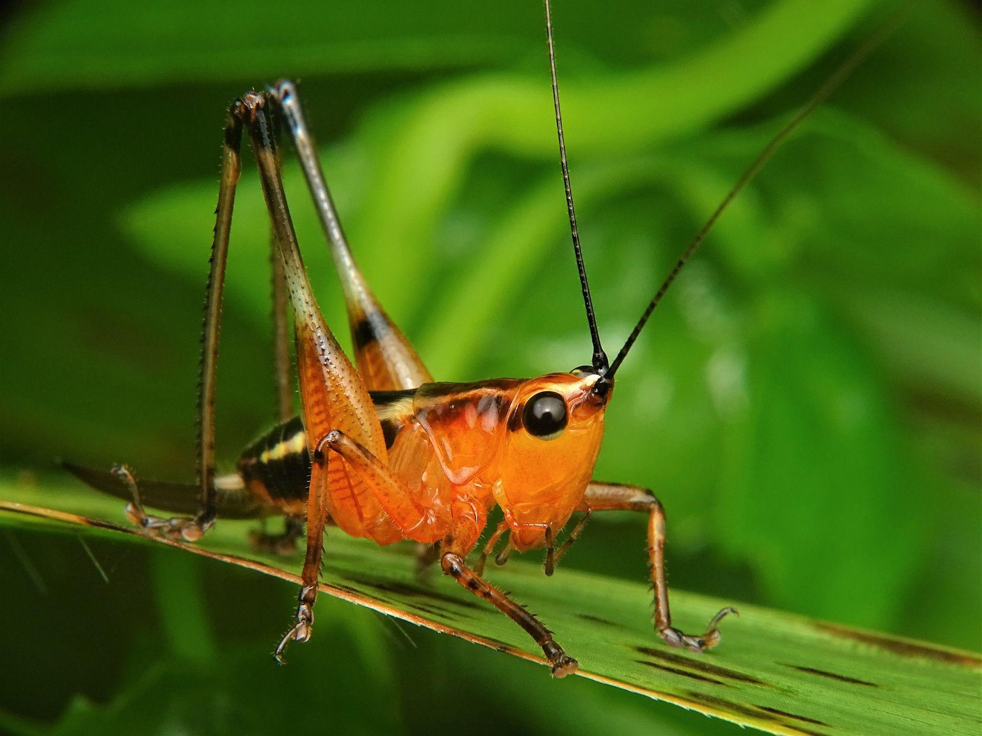 Arthropod Pictures Showcase Spiders, Crabs, and More