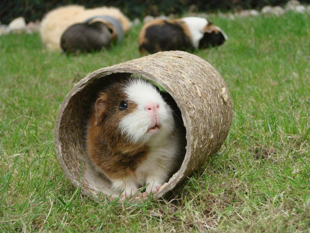 Guinea Pig Wallpapers 2K Download × Pictures Of Guinea