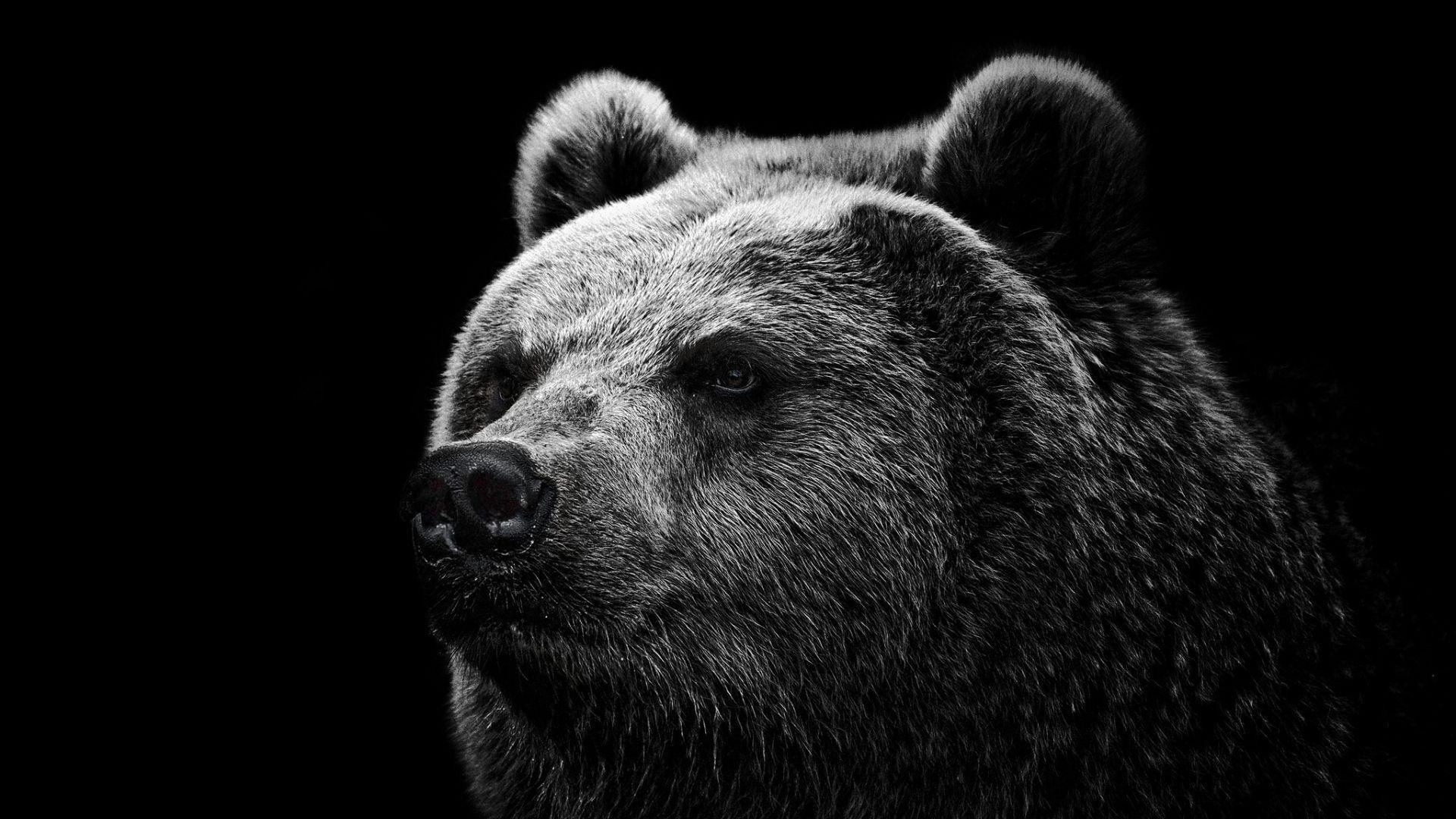 Hd Wallpapers Grizzly Bear Wallpapers Wild Big Grizzly X
