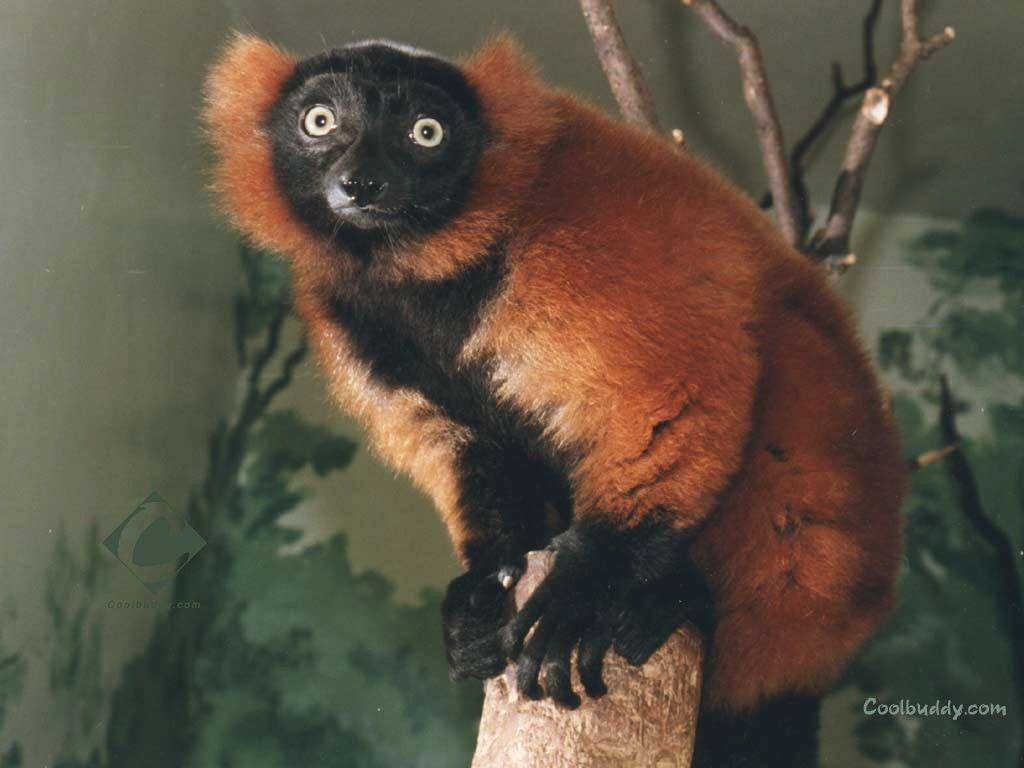 Wallpapers Tagged With Lemurs Primates Lemurs Red Black Animals