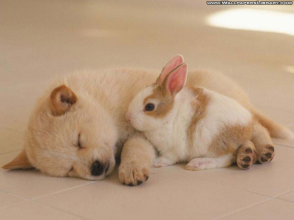 Sleeping Puppy and Cute Rabbit