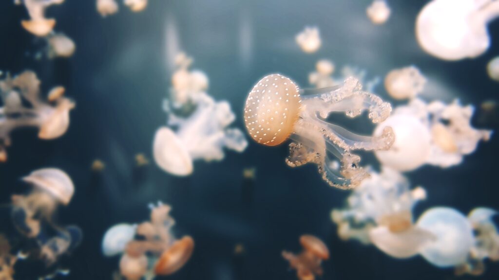 Wallpapers Jellyfishes, Underwater, Aquarium of Paris, K, K