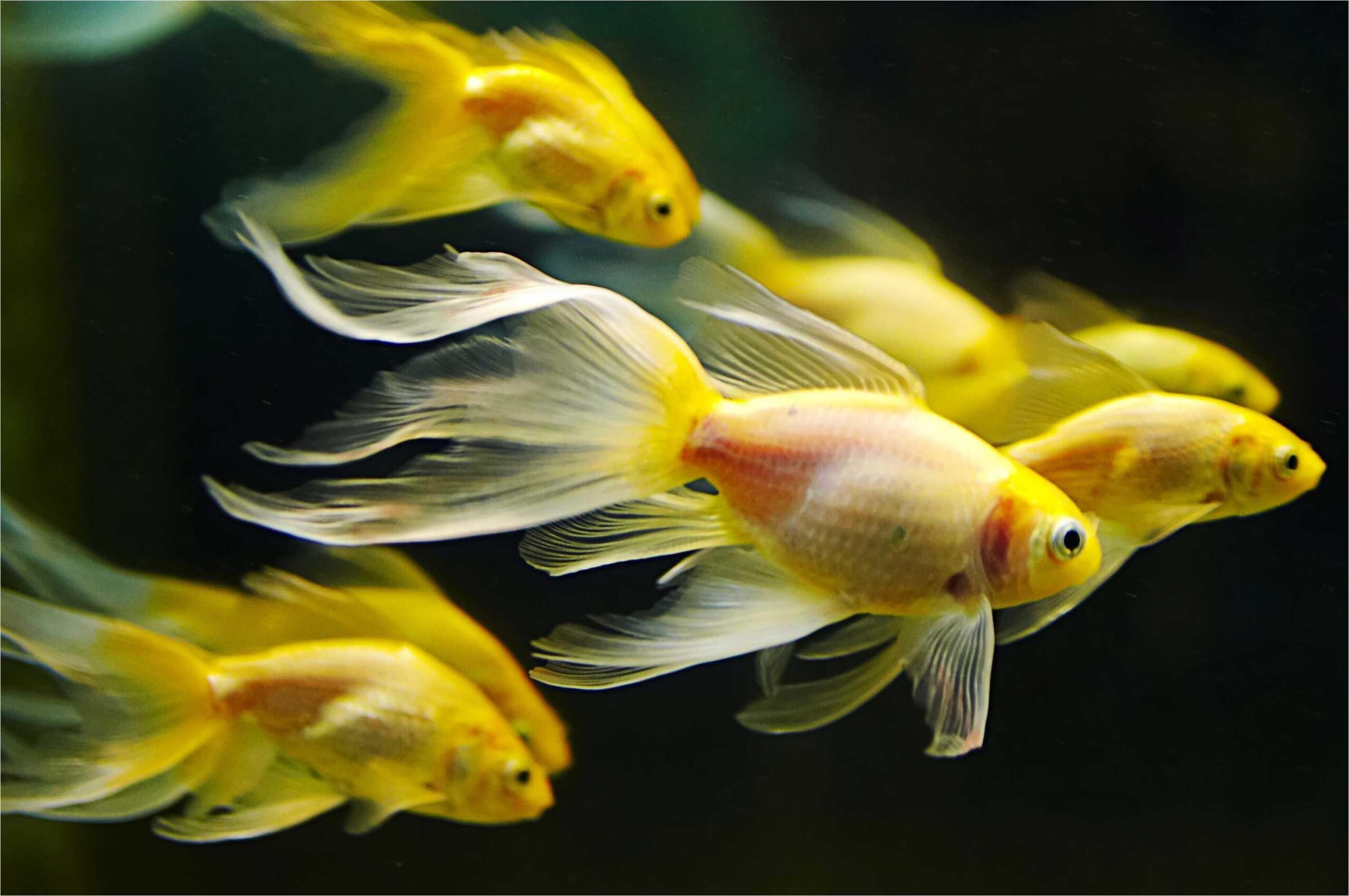 Gold Fish Wallpapers