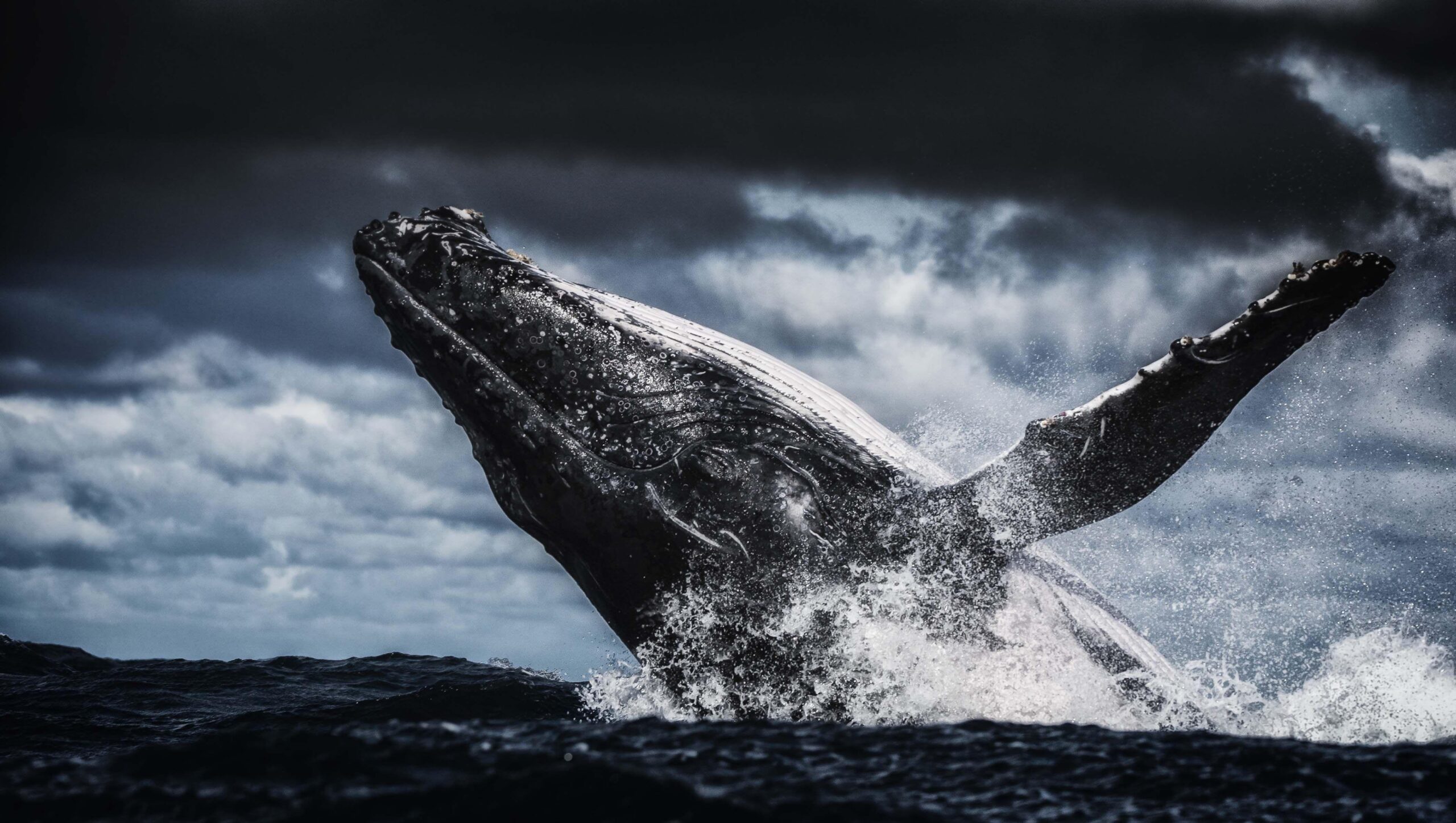 Humpback Whale k Ultra 2K Wallpapers