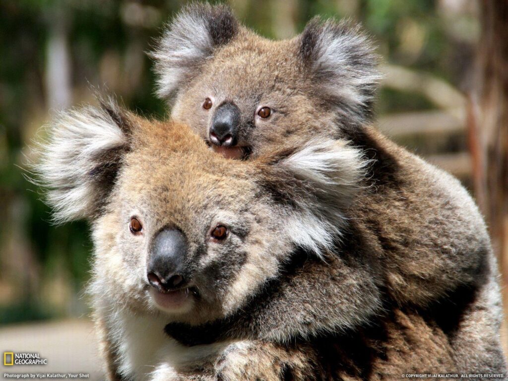 Mother and Baby Koala, Australia
