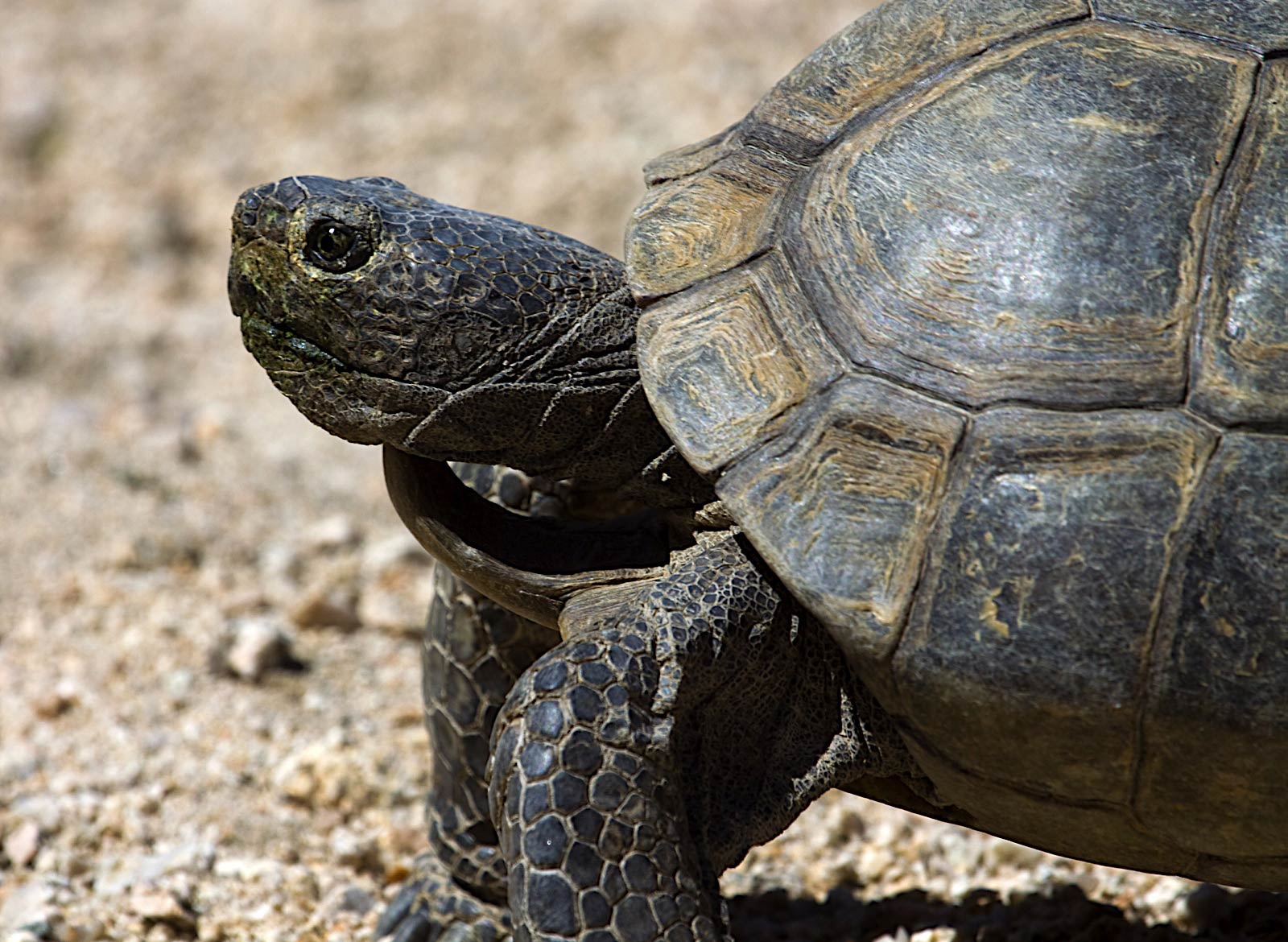 Desert Tortoise Wallpapers and backgrounds