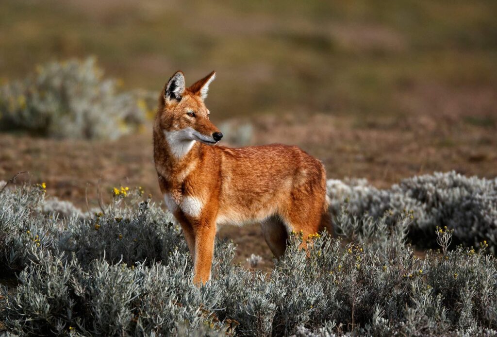 Ethiopian wolf, or Simien jackal Although related to wolves