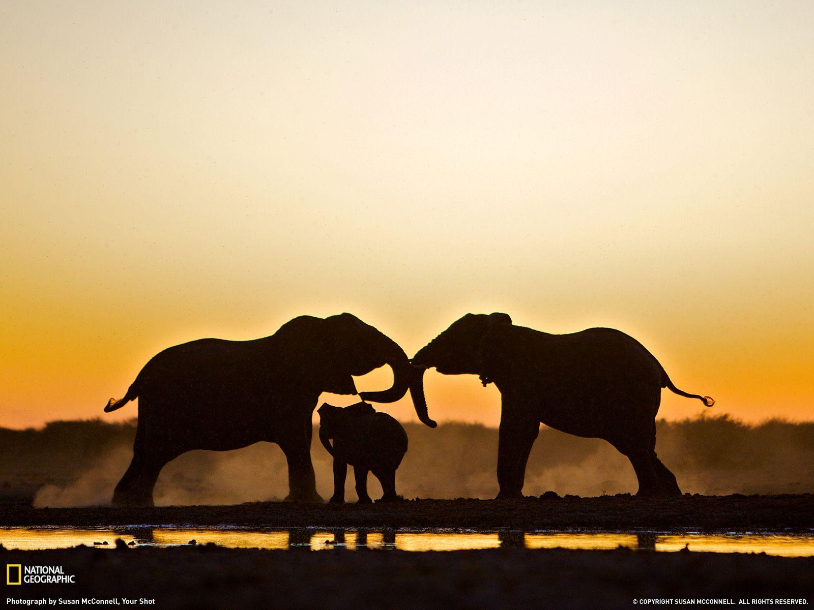 Elephant Trio, Namibia