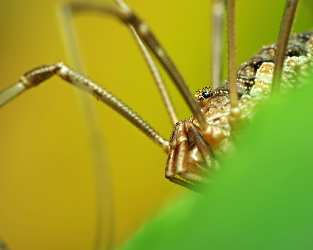 Download wallpapers spider, legs, insect, grass