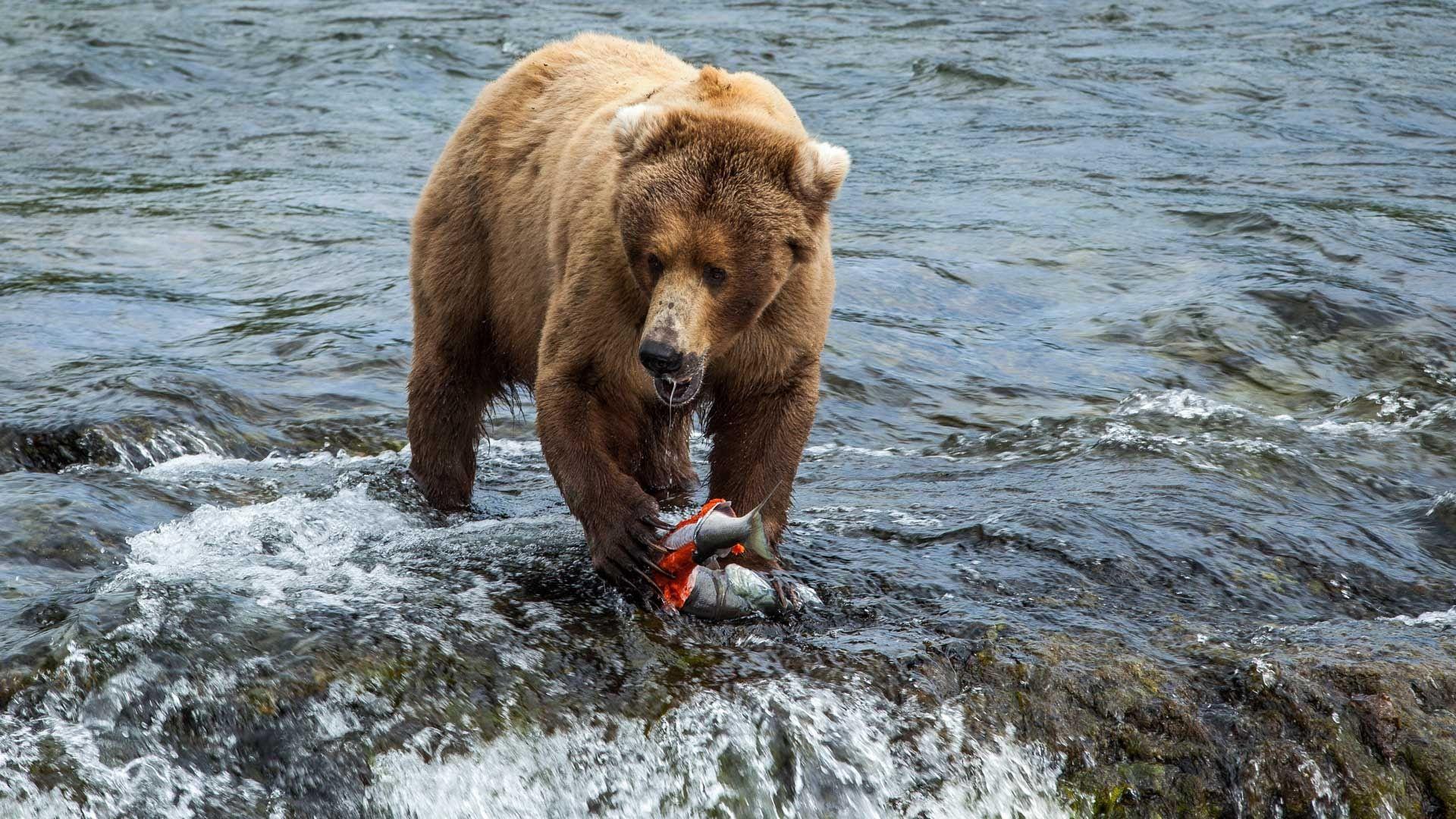 Brown bears feed at Brooks Falls in Katmai National Park and