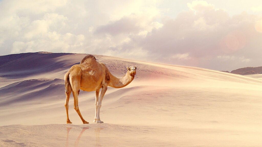 Desert Camel Wallpapers