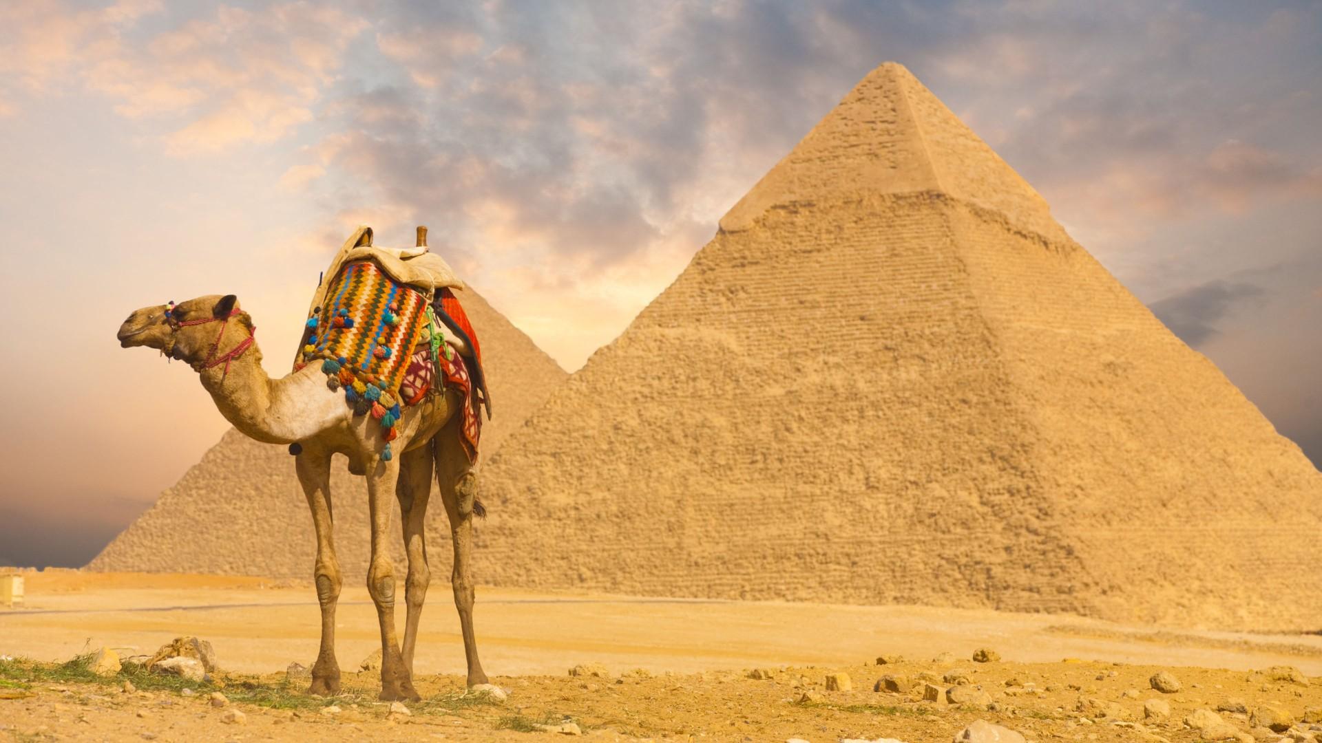 Camel 2K Wallpapers