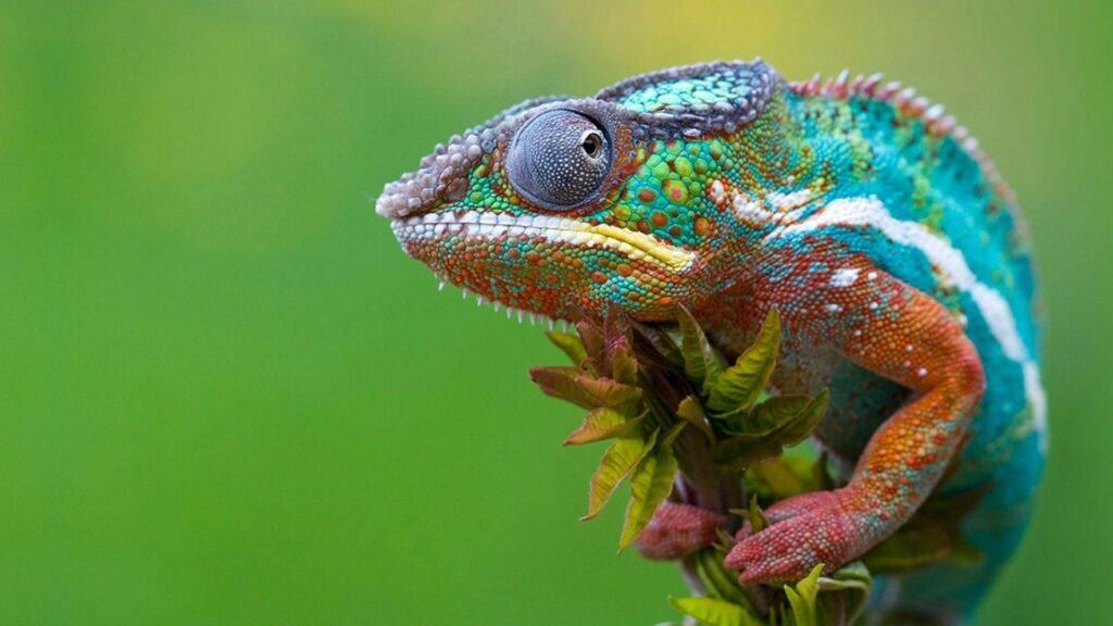 JKS HDQ 2K Chameleon Wallpapers, 2K Chameleon Wallpapers for