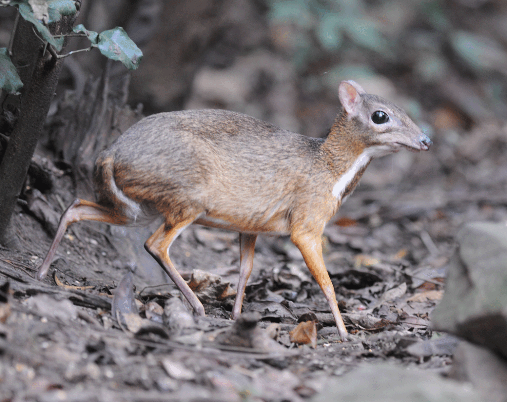 Best chevrotain Wallpaper