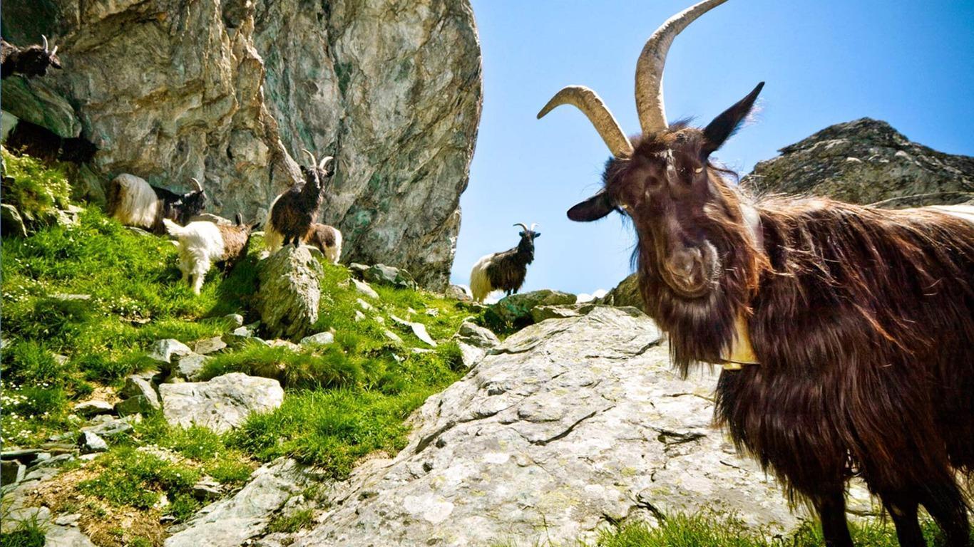 Goat Wallpapers