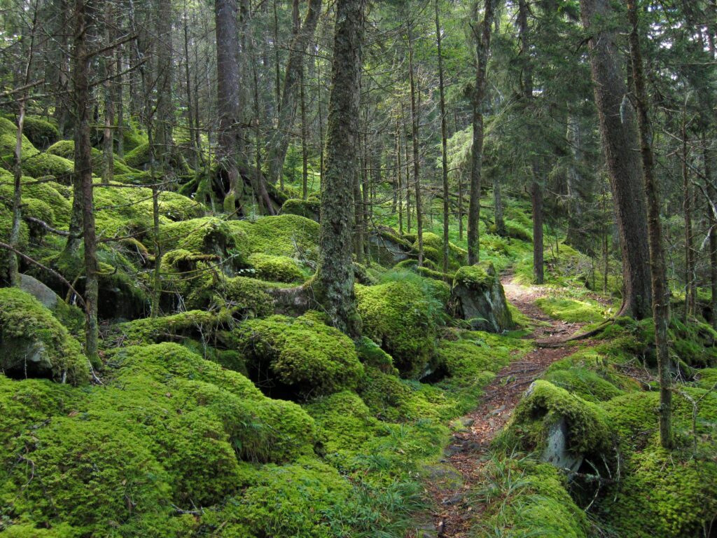Things To Do in The Great Smoky Mountains National Park