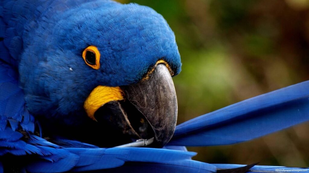 Blue Parrot Wallpapers