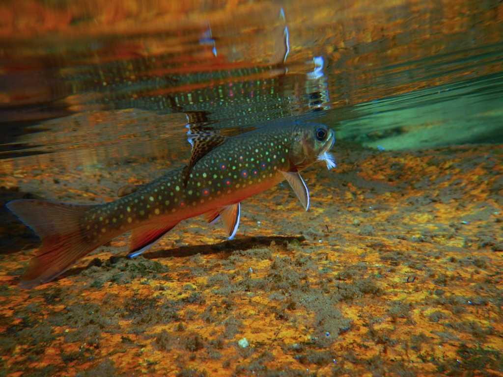 Free download HDWP Trout Wallpapers Trout Collection of
