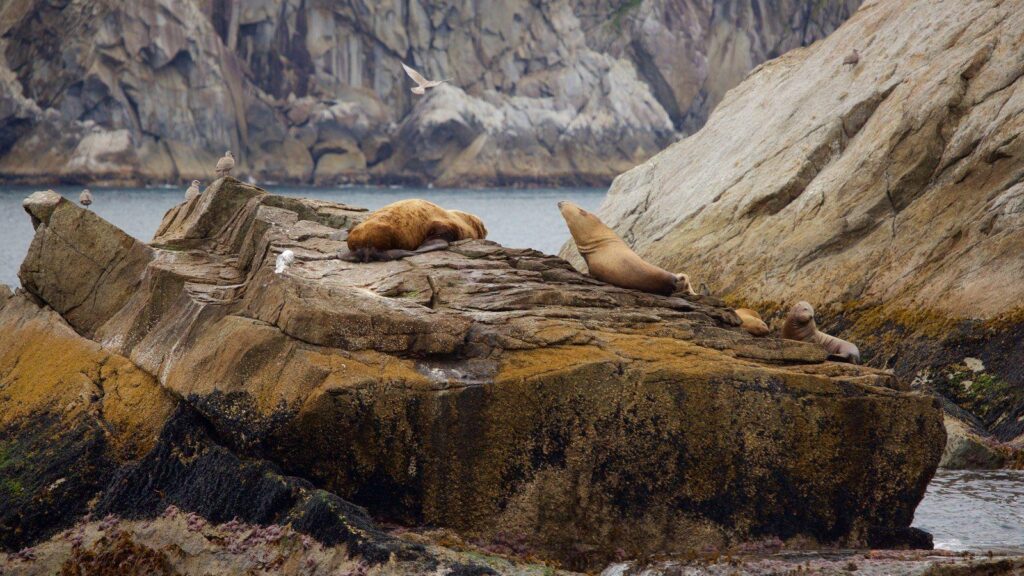Animal Pictures View Wallpaper of Kenai Fjords National Park