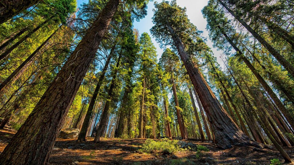 Photos USA Bottom view Sequoia and Kings National Park