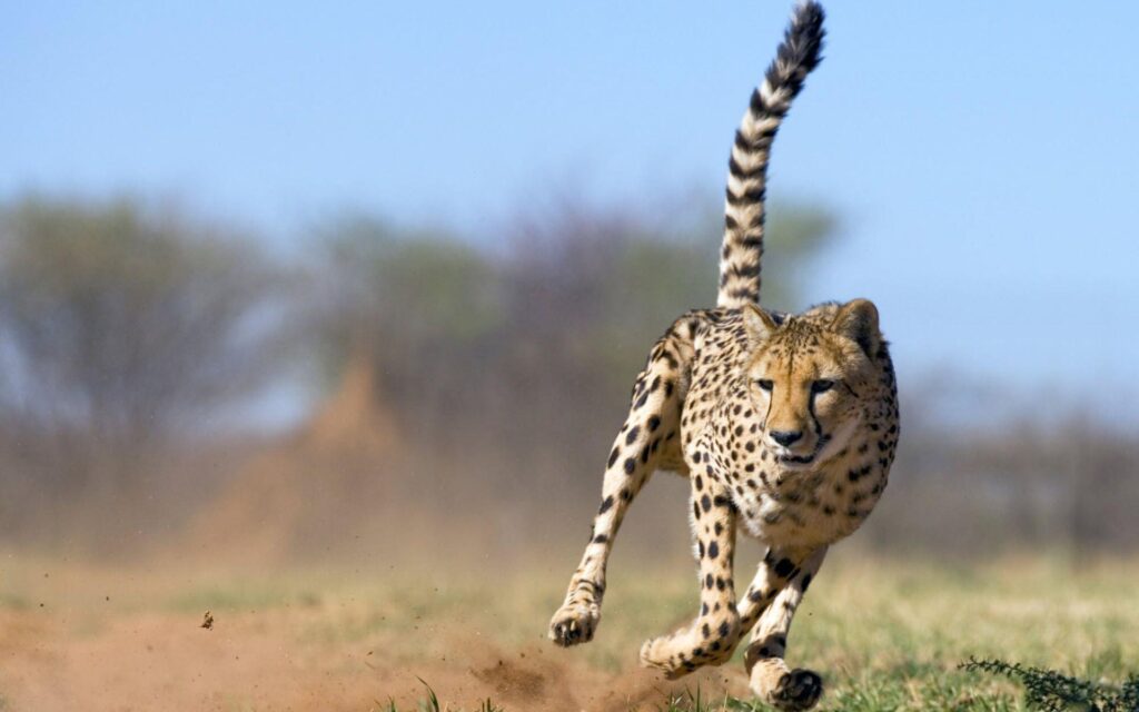 Cheetah Wallpapers hd