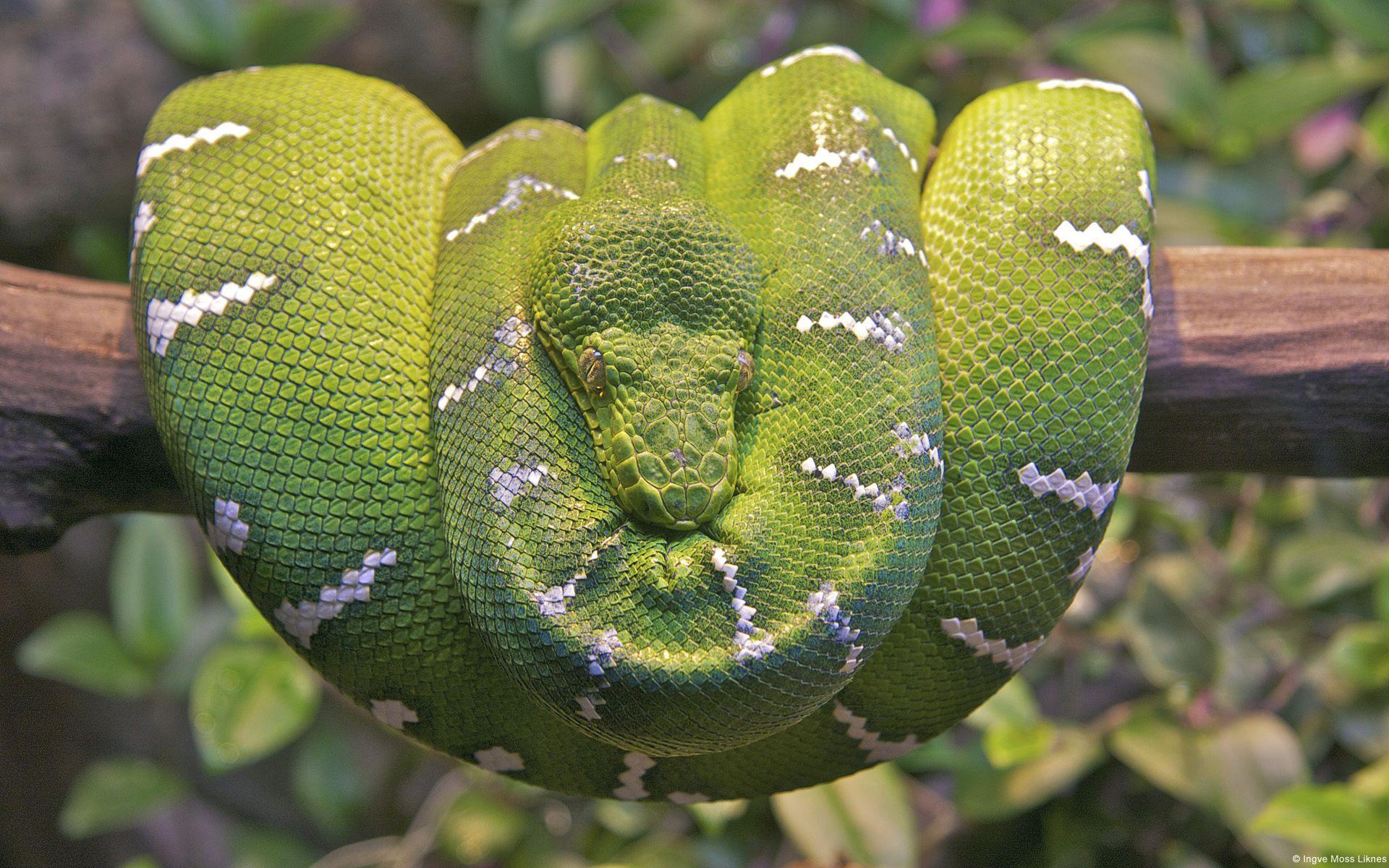 Emerald Tree Boa Snake Wallpapers