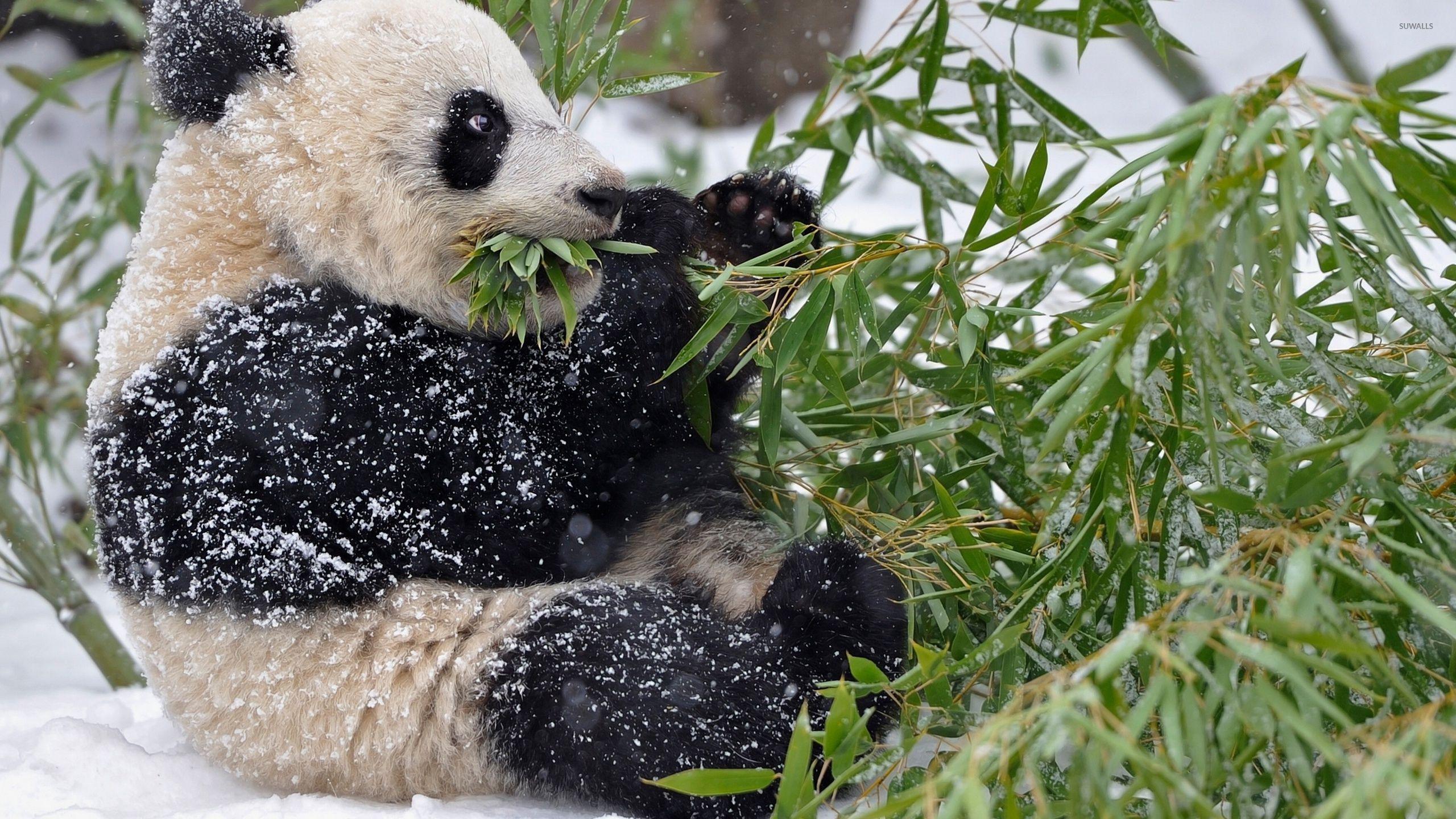 Giant panda covered in snow wallpapers