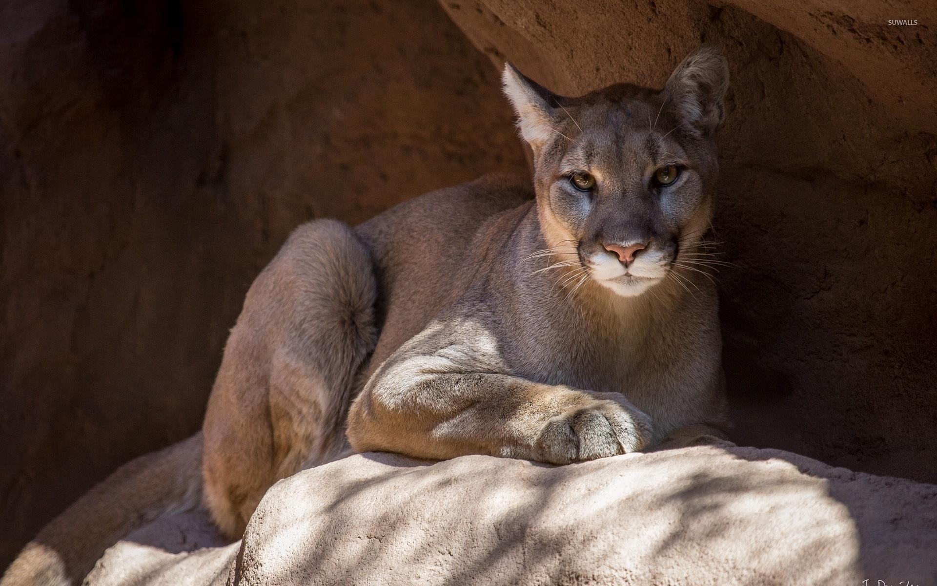 Cougar on a rock wallpapers
