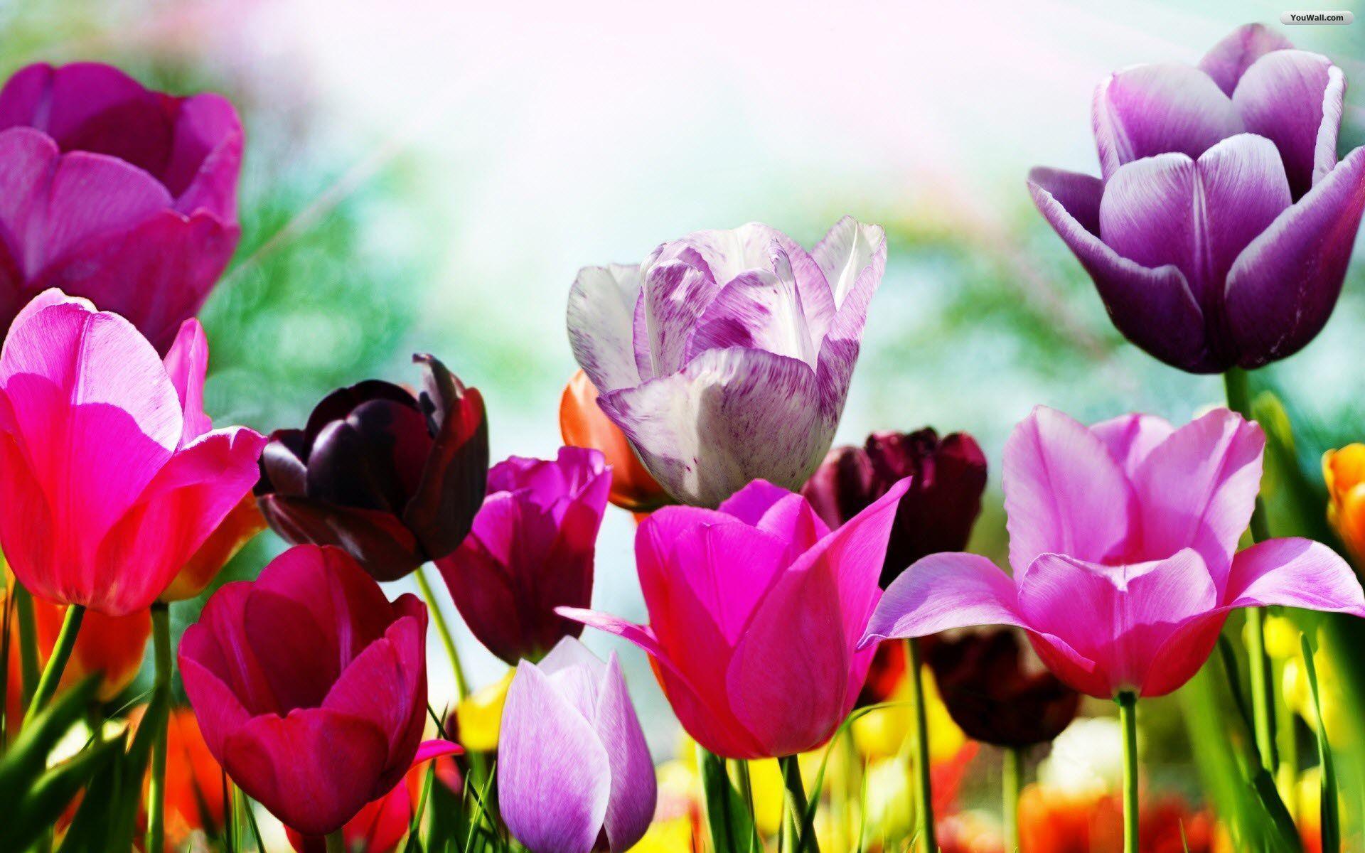 Spring Wallpapers Free Download Group